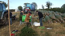 Packaging Christmas trees