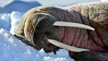 Walrus