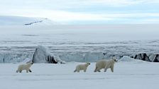 A polar bear family