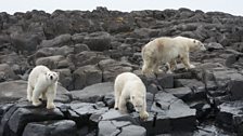 Polar bears stranded