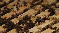 Bees hit by bad weather