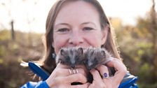 Hedgehog breeding delayed by summer rain