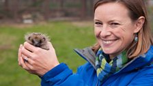 Hedgehogs suffer from weather's impact