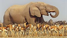 An African elephant at a waterhole