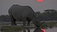 A black rhino at night