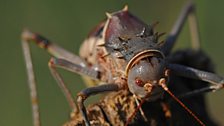 An armoured ground cricket