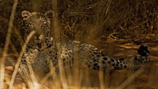 A young male leopard