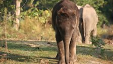 Elephant Calf