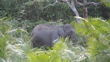 Indian Elephant in the undergrowth