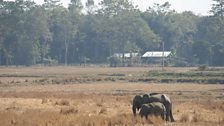 Indian Elephants Grazing