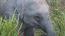 Indian Elephant Calf