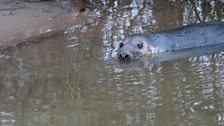 Grey Seal in Bewdley