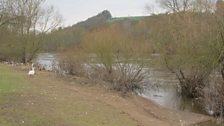 Grey Seal in Bewdley