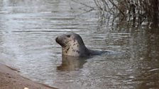 Grey Seal in Bewdley