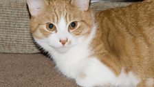 Ben's cat, scared, under the bed!