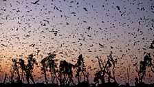 Straw-coloured fruit bats