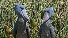 Shoebills