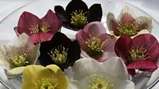 Hellebores