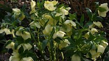 Hellebores