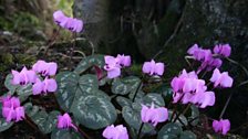 Cyclamen