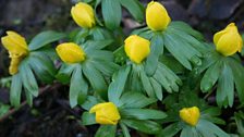 Winter Aconite