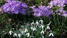 Galanthus And Crocus