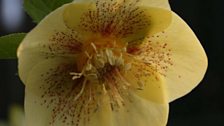 Hellebore Ashwood Yellow