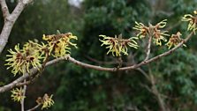 Hamamelis Pallida