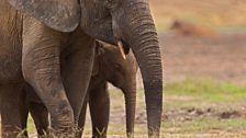 African forest elephants