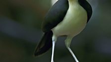 White-necked rockfowl