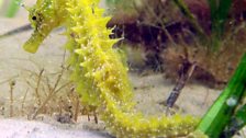 Spiny Seahorse in the wild