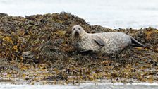 Common Seal