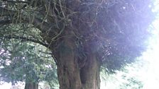 Sunlight glancing off a Yew tree in a graveyard