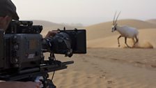 Meeting the Arabian oryx