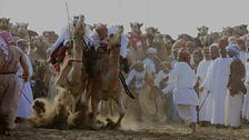 Camel race