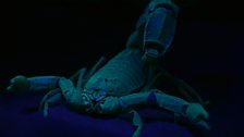 Glow-in-the-dark scorpion