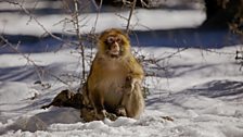 A Barbary macaque in the Atlas mountains