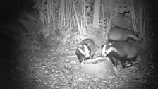 Badgers