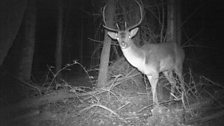 Fallow Deer