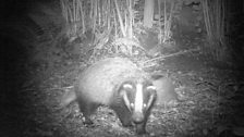 Badger 2