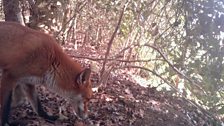 Fox close-up