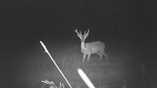 Fallow deer at night