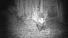 Badger at night