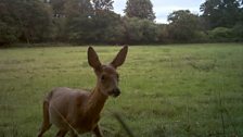 Roe Deer close