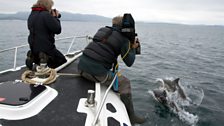 Filming Common Dolphins