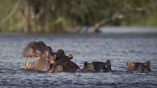 Greg James rows the Zambezi