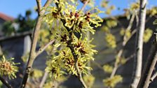 Hamamelis Pallida