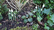 Snowdrops