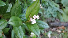 Viburnum