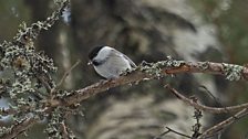 Willow Tit